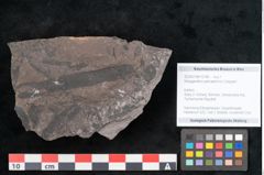 Foto (Objekt + Etikett) von Noeggerathia palmaeformis Goeppert (NHMW-GEO-2024-0188-10748)
